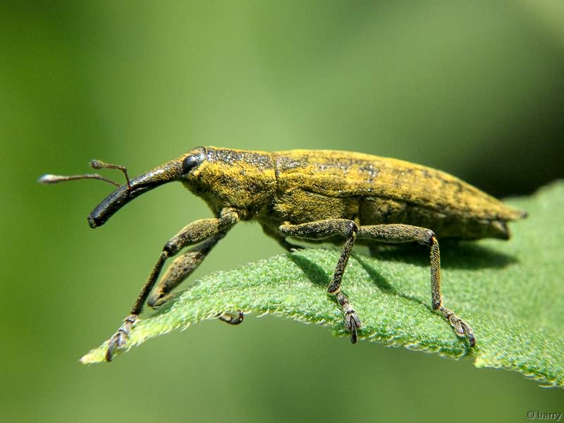 Lixus (Eulixus) iridis Olivier, 1807